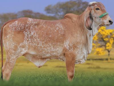 Registro: CAL15090 - AGRA FIV CAL