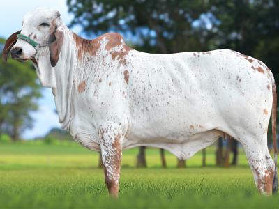 Registro: CAL15125 - ÂMBAR FIV CAL