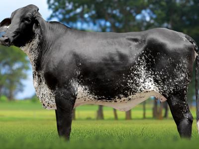 Registro: 3649CS - VARIAÇÃO FIV CAL