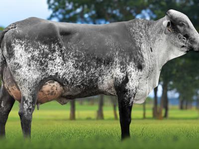 Registro: 4058CH - TAJA FIV CAL