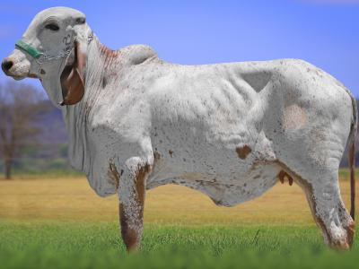 Registro: CAL15078 - ADEGA CAL