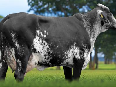 Registro: 4126CH - TERNA FIV CAL