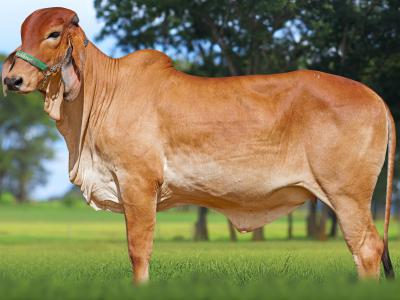 Registro: CAL15095 - ALASKA FIV CAL