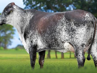 Registro: 7129CF - TABUADA FIV CAL