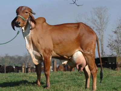 Registro: CAL8272 - Berlinda Cal