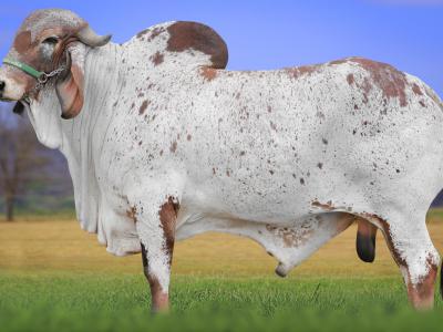 Registro: CAL14387 - SELADO CAL