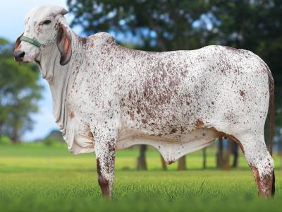 Registro: CAL14925 - VIKESH FIV CAL
