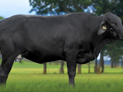 Registro: 4125CH - TESSA FIV CAL