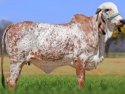 Registro: CAL14550 - TANGERINA CAL