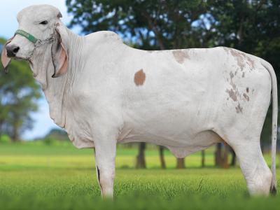 Registro: CAL15234 - AGRICULTURA FIV CAL