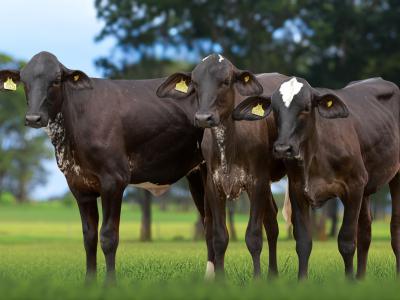 Registro: 4432CU - BELEZA FIV CAL