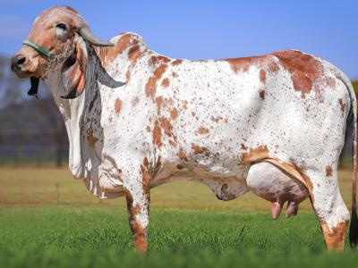 Registro: CAL14524 - Tabuleta Cal