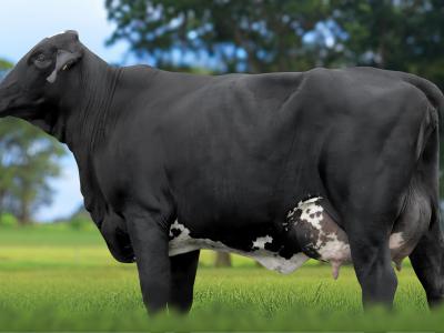 Registro: 5885CK - TEBET FIV CAL