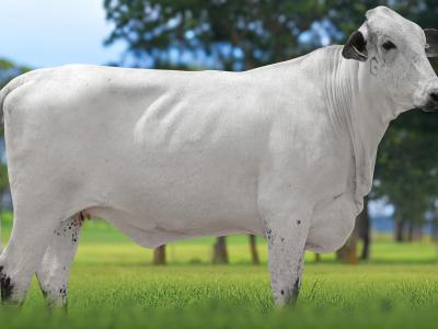 Registro: 5466CM - VARIADA FIV CAL