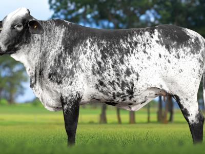 Registro: 4129CH - VARELA FIV CAL