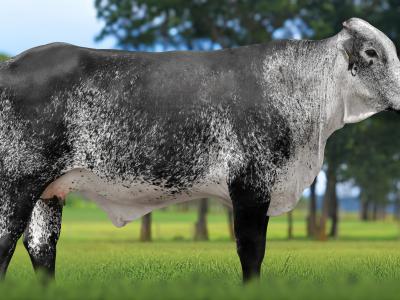 Registro: 4078CH - VIDA FIV CAL