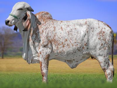 Registro: CAL14548 - TAMBONA FIV CAL