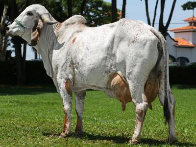Registro: CAL13540 - PASSADA FIV CAL