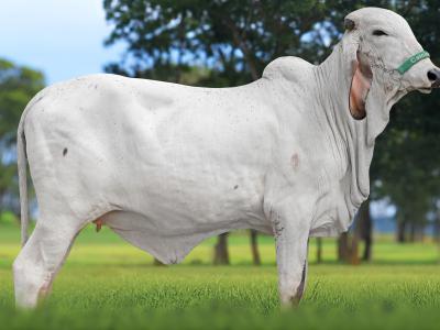 Registro: CAL15212 - AÇUCENA FIV CAL