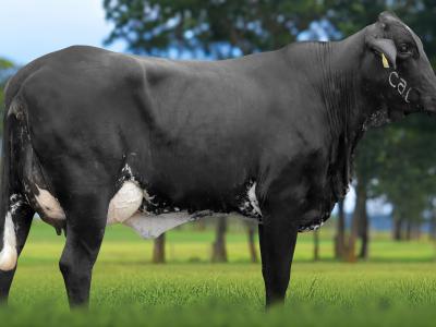 Registro: 4037CH - TATA FIV CAL