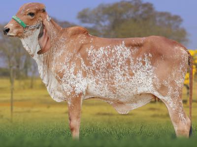 Registro: CAL15239 - ALCATÉIA FIV CAL