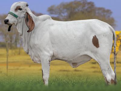 Registro: CAL15205 - ABRIGADA FIV CAL