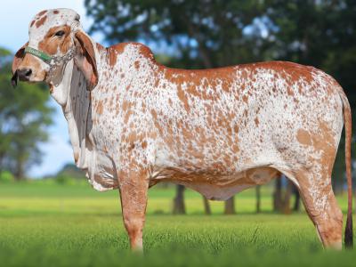 Registro: CAL15330 - ATALAIA FIV CAL