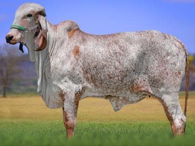 Registro: CAL14845 - VIGIADA FIV CAL