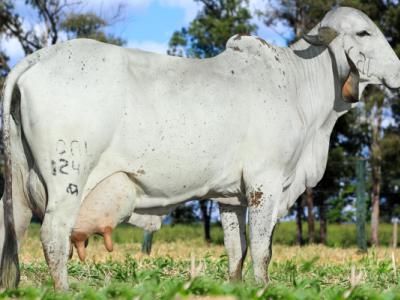 Registro: CAL12418 - Laleska Fiv Cal