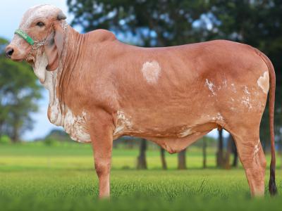 Registro: CAL15447 - AGROVIA FIV CAL