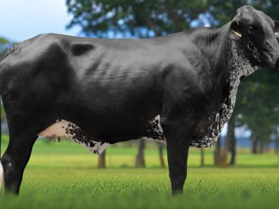 Registro: 4084CH - VETILA FIV CAL