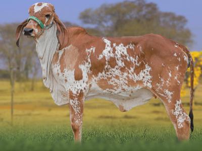 Registro: CAL15266 - ALVORADA FIV CAL