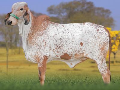 Registro: CAL15072 - AÇAÍ FIV CAL