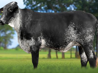 Registro: 5465CM - VOADORA FIV CAL