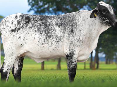 Registro: 4152CH - VITORIA FIV CAL