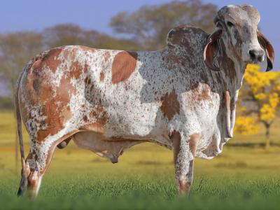 Registro: CAL14857 - VESTÍGIO CAL