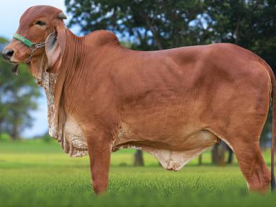 Registro: CAL15088 - AGENDA FIV CAL