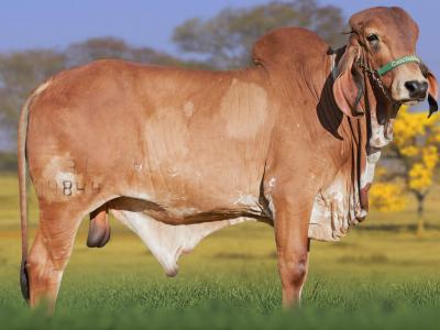 Registro: CAL14844 - VEÍCULO FIV CAL