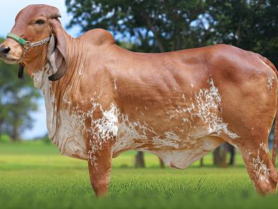 Registro: CAL14965 - UIVADA FIV CAL