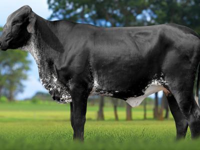 Registro: 4095CH - VESTE FIV CAL