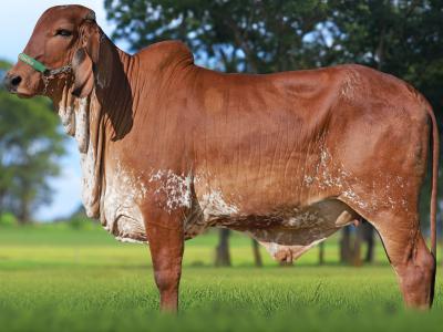 Registro: CAL14943 - UARACA FIV CAL