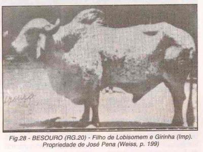 Besouro - Arquivo Calciolândia