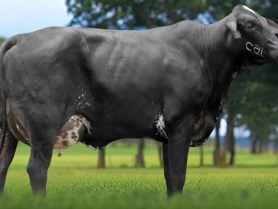 Registro: 5875CK - TABAIA FIV CAL