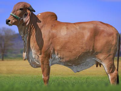 Registro: CAL14599 - TOYOTA FIV CAL