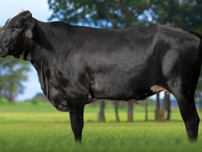 Registro: 5898CK - TEARA FIV CAL