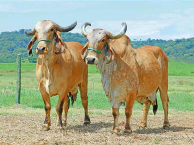 Registro: LLB144 - Antilha Fiv Badajós