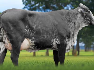 Registro: 5892CK - TALLA FIV CAL