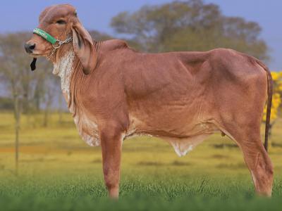 Registro: CAL15293 - ANISTIA FIV CAL