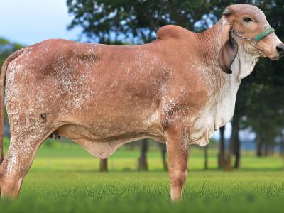 Registro: CAL15069 - ABRA FIV CAL