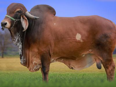 Registro: CAL14449 - TACAPE FIV CAL